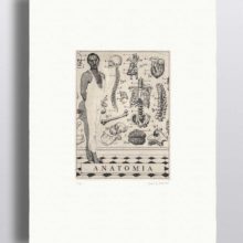 les_curieux_solomon_wyart_paper_01